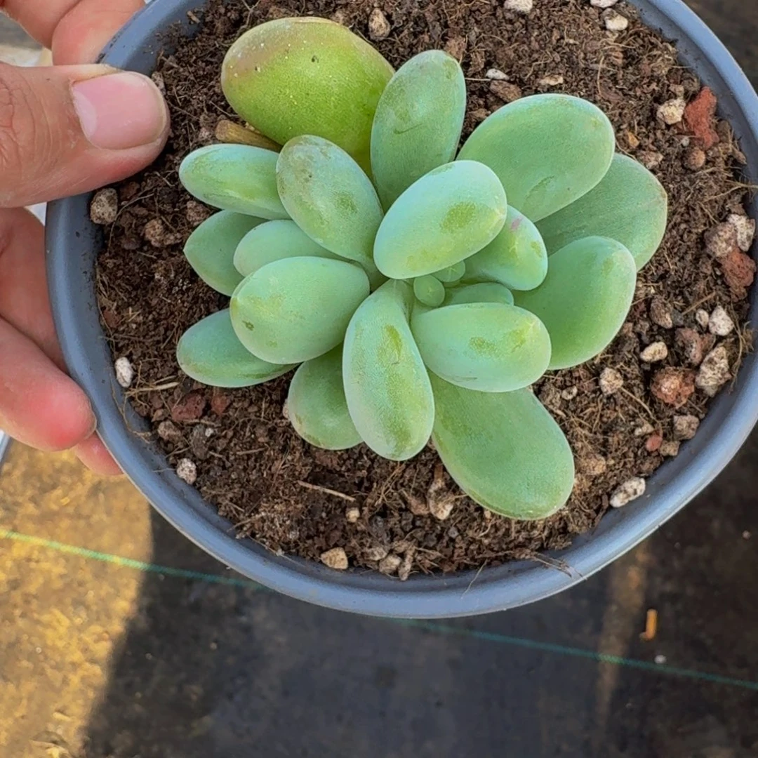 奶龙 双头  一物一拍