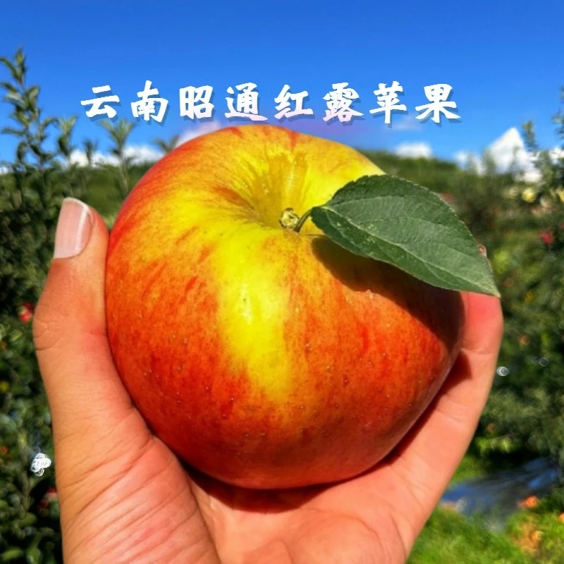 红露【冰糖心丑苹果】正宗云南昭通冰糖心苹果高原应季新鲜水果现摘