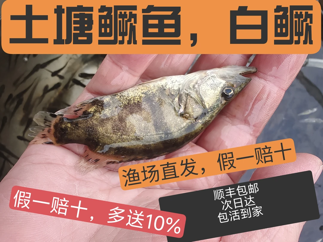 正宗鳜鱼观赏鱼翘嘴鳜鱼白鳜鱼淡水鱼冷水鱼批发顺丰包邮三农经济