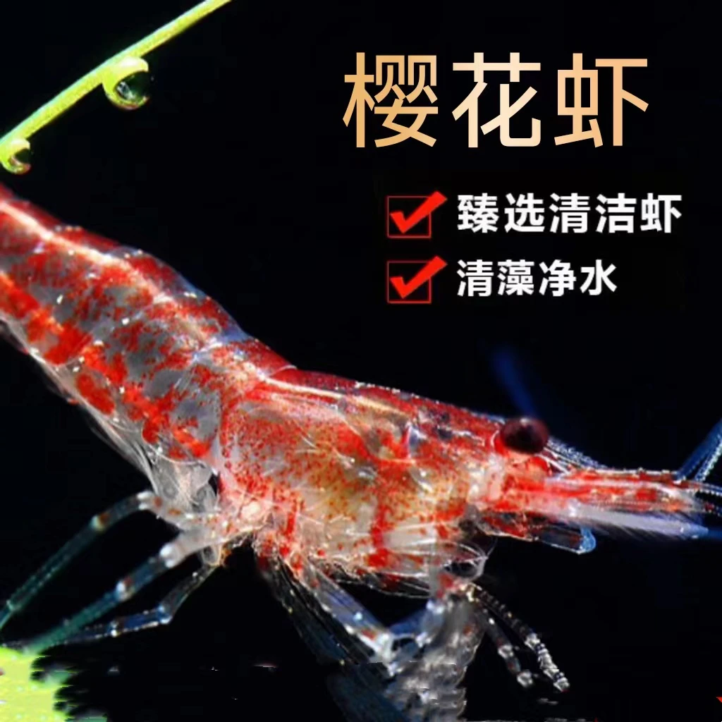 观赏鱼斑马鱼樱花虾除藻虾鲜活观赏虾宠物虾
