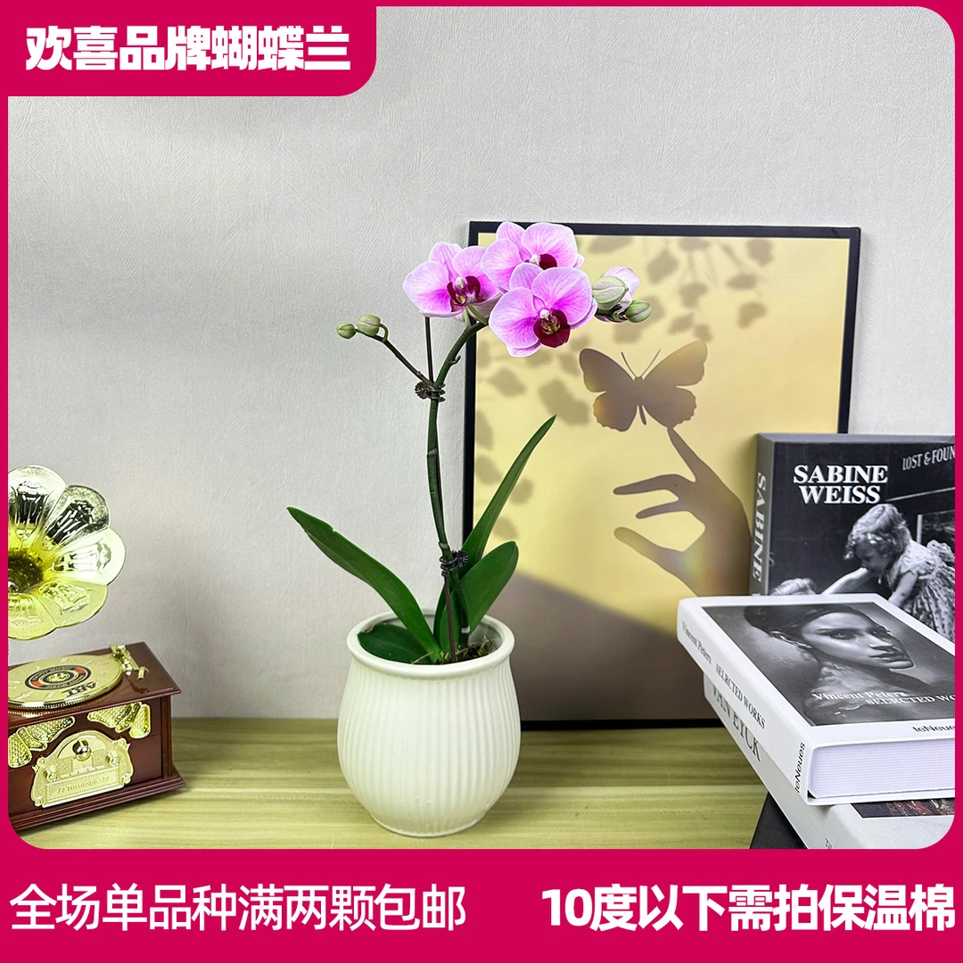 【宝贝1】精品蝴蝶兰鲜花绿植室内花盆景