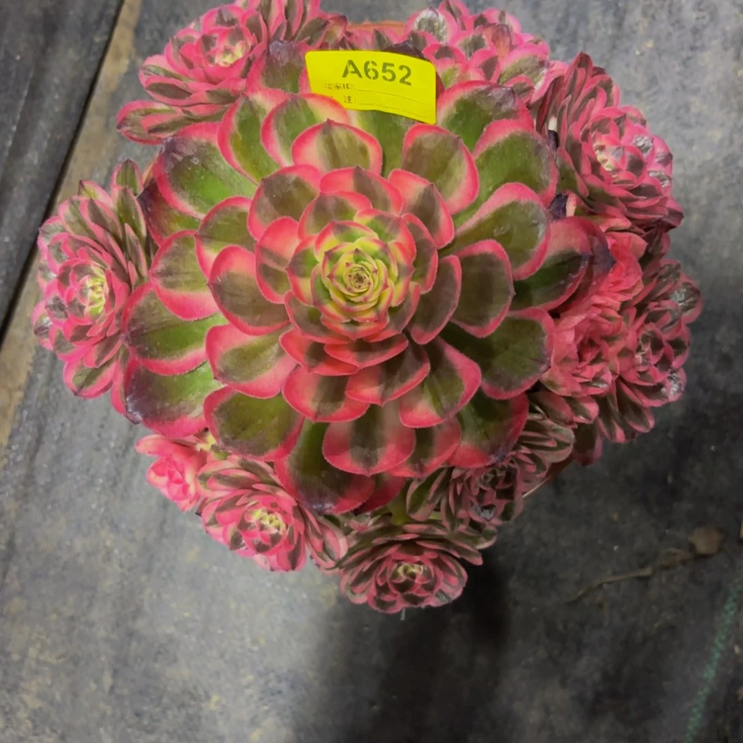 无花朵652海神法师多肉植物