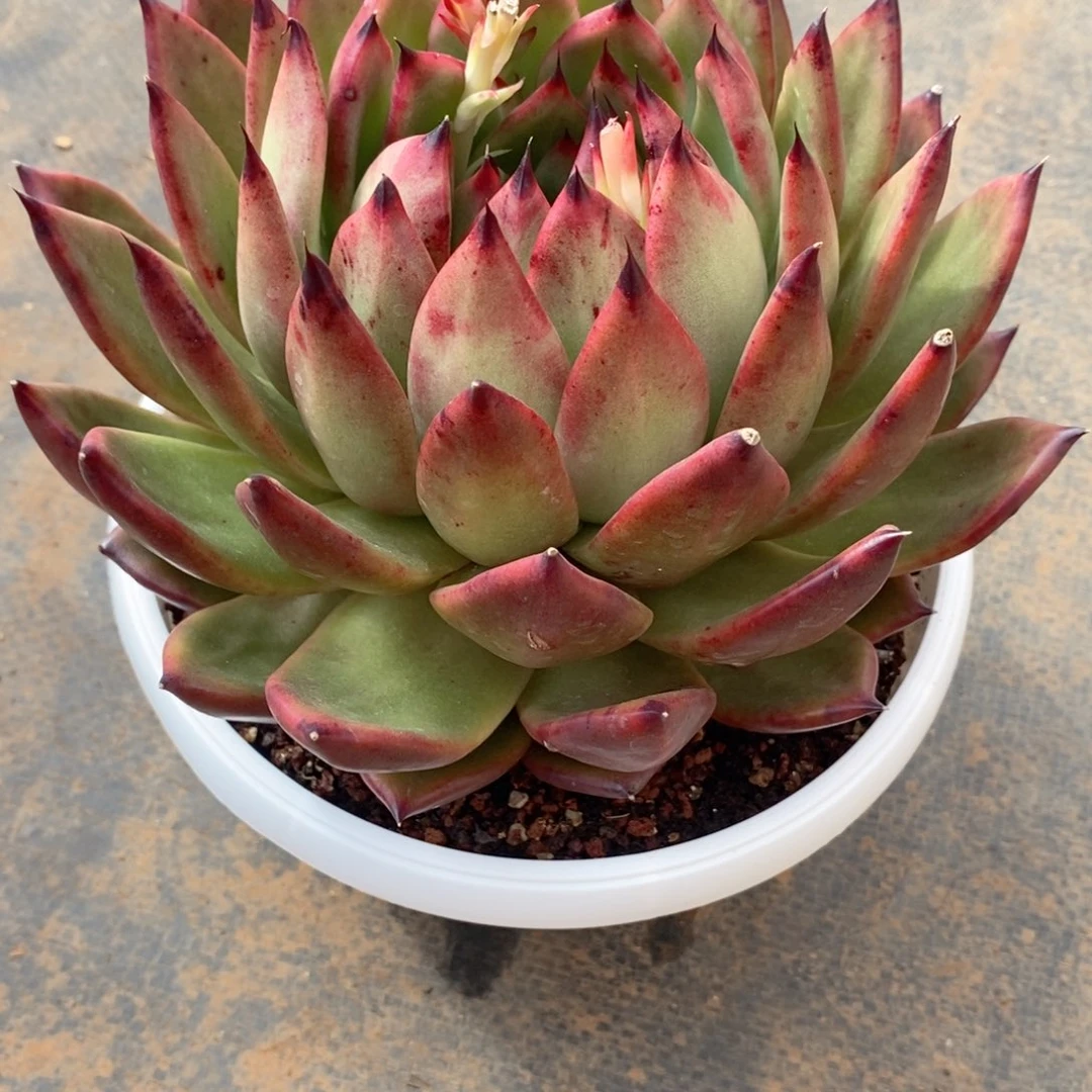 ?*客福利特价火凤凰