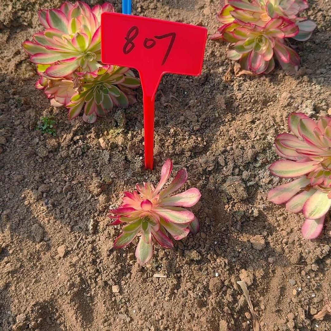 Y****杜807荔枝多肉哦哦哦