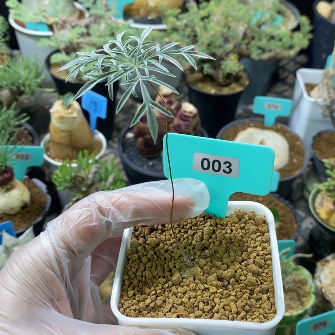 旋柄洋葵多肉植物