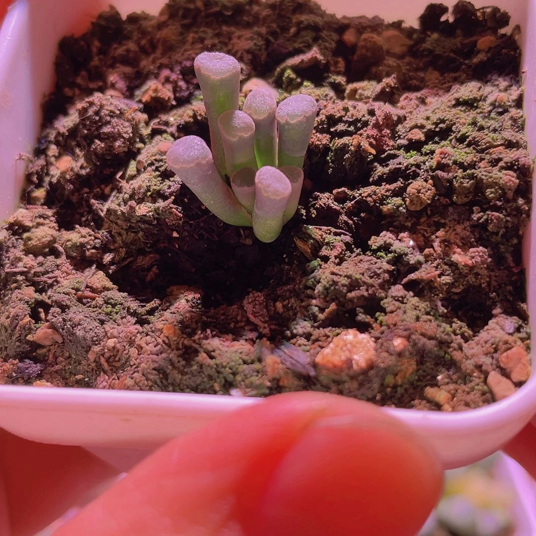 菊晃玉播种苗一颗