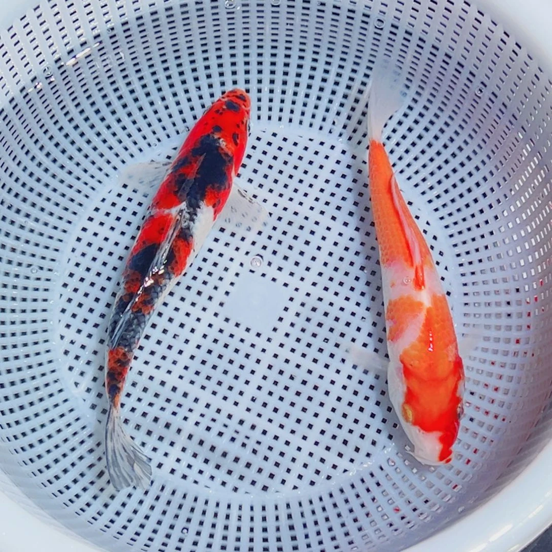 锦鲤锦鲤观赏鱼1111