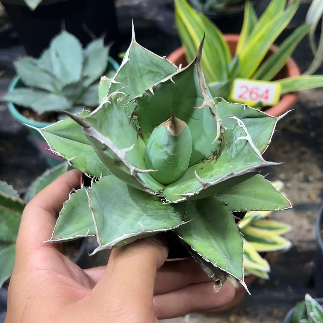 山龟仁王冠龙舌兰