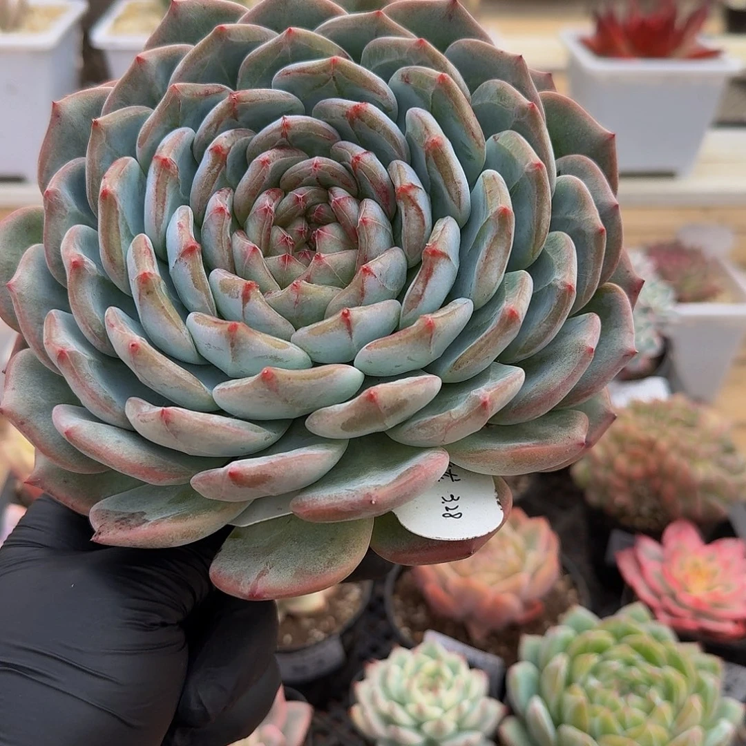 8***01113-102长相思单头