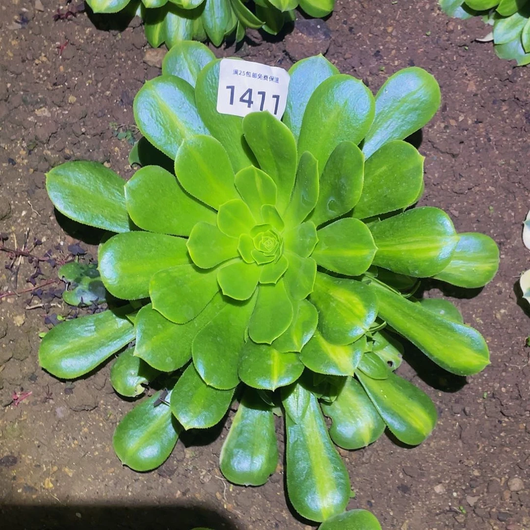 1411绿羊绒多肉植物