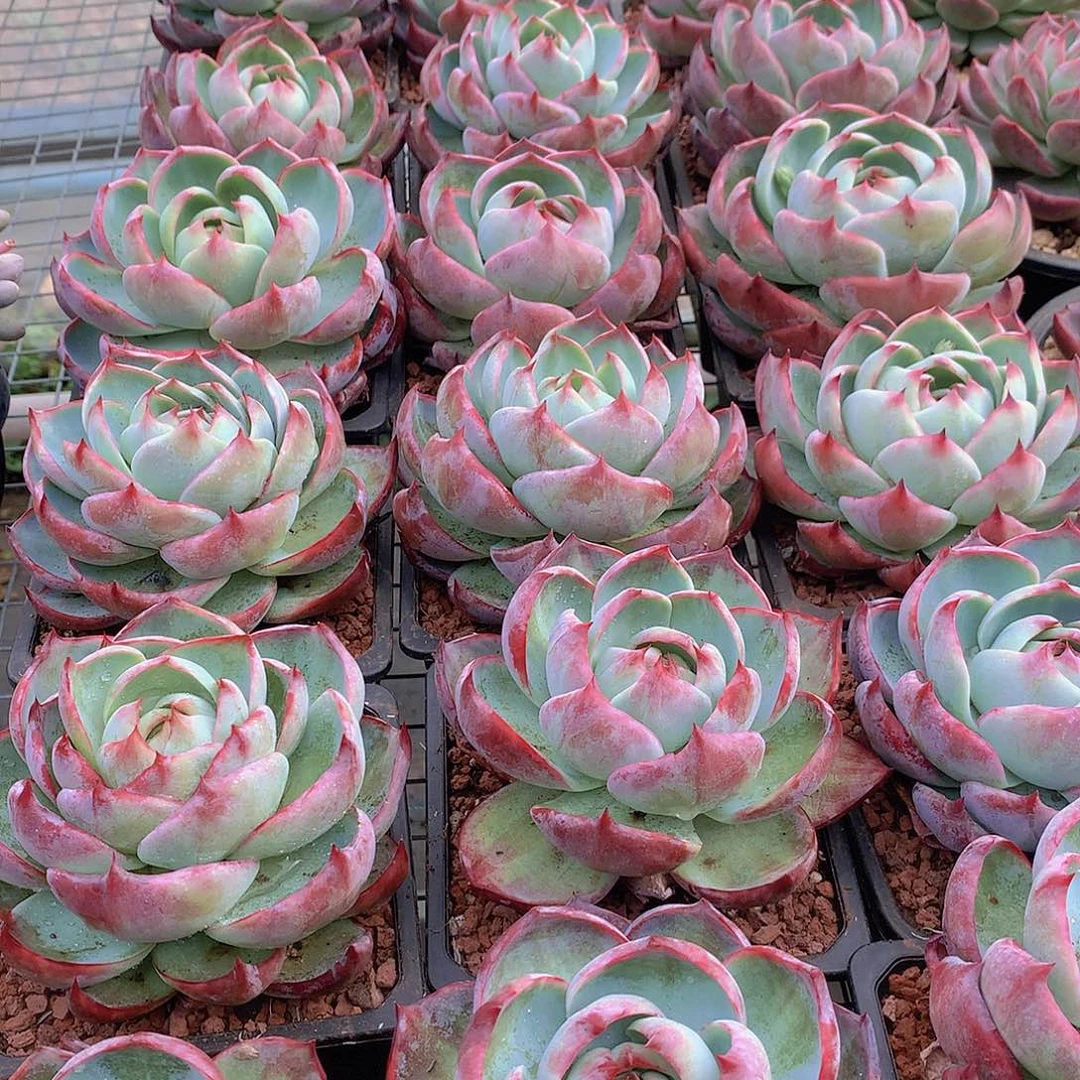 大宽叶惊鸿888888888888888888