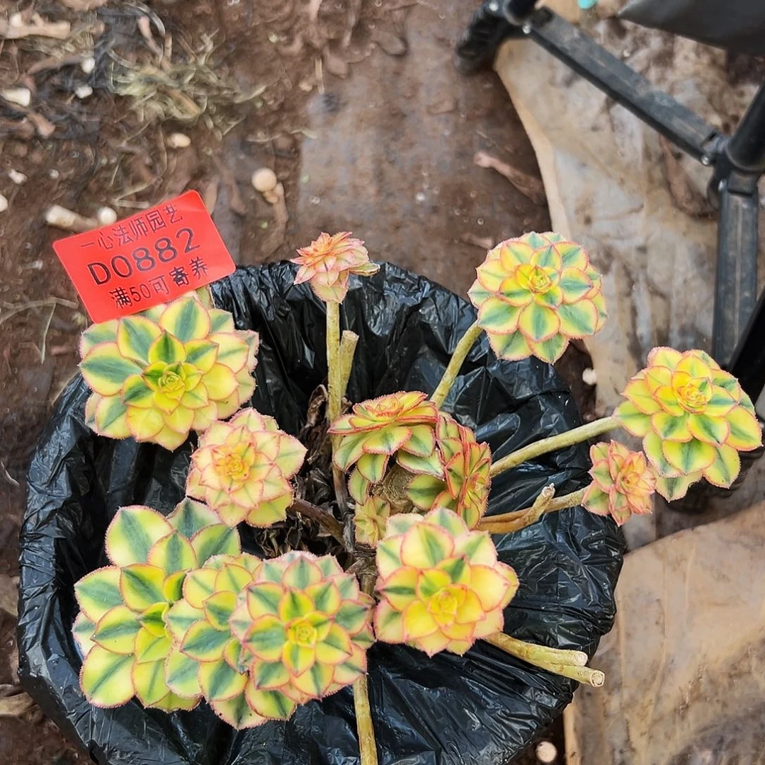 0882多肉植物太阳神