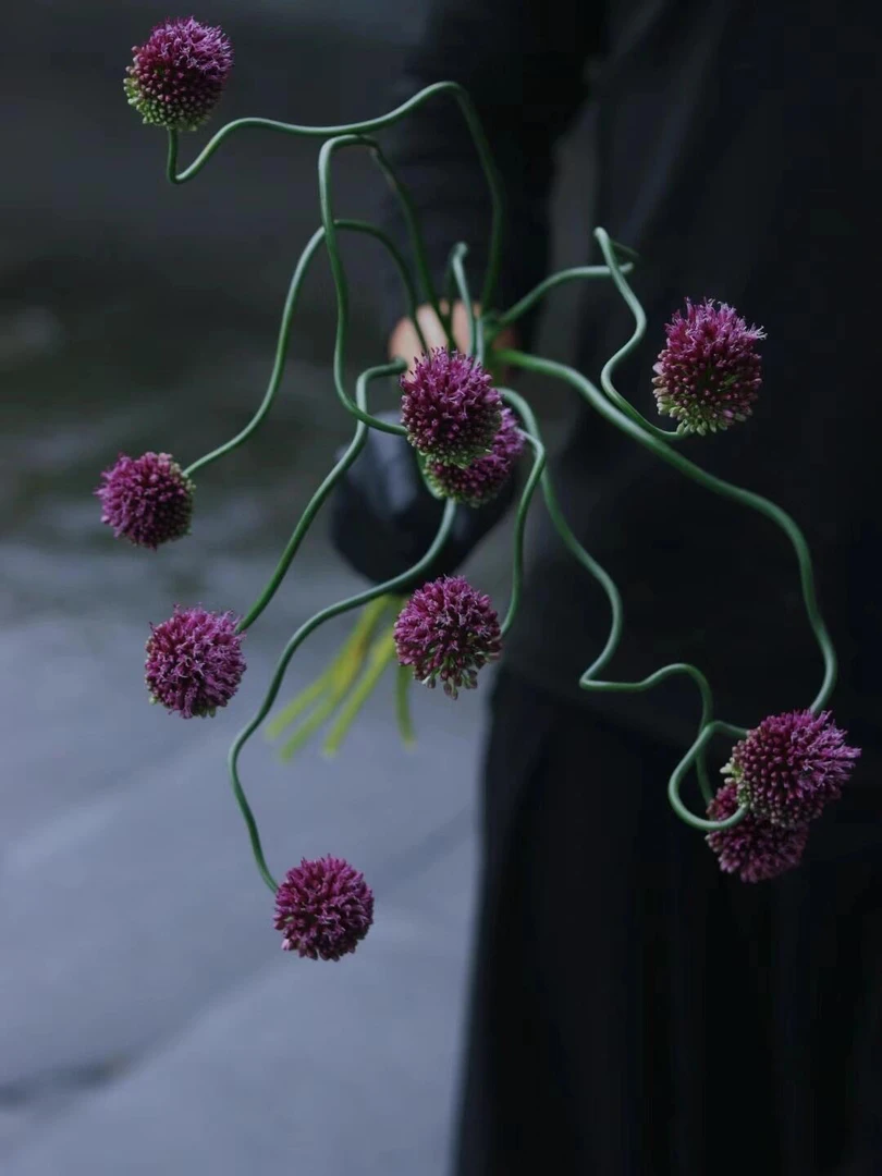 婵之语优选  10支弯葱花鲜切花