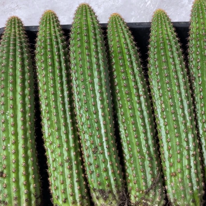 自根金妞卡布奇诺保20公分