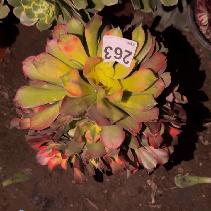 263香妃多肉植物不售后