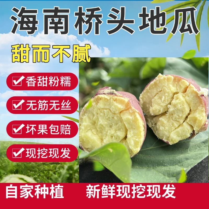 海南桥头地瓜当季新鲜现挖皮薄沙地种植板栗红薯