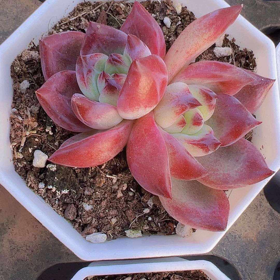 双头夜魔侠19包邮多肉