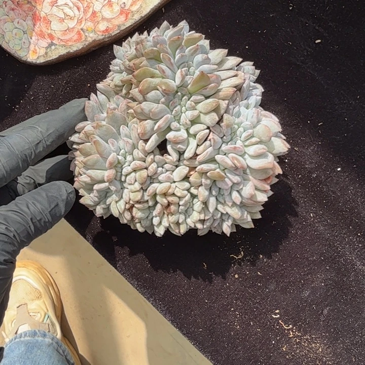 13厘米左右一物一拍的