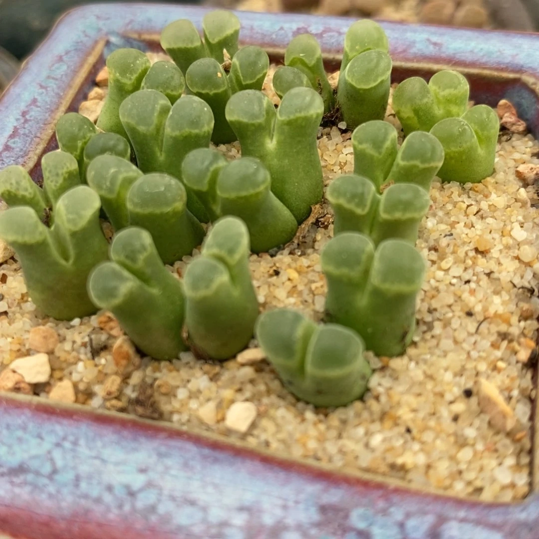 双头粉佛肚风铃2颗一组