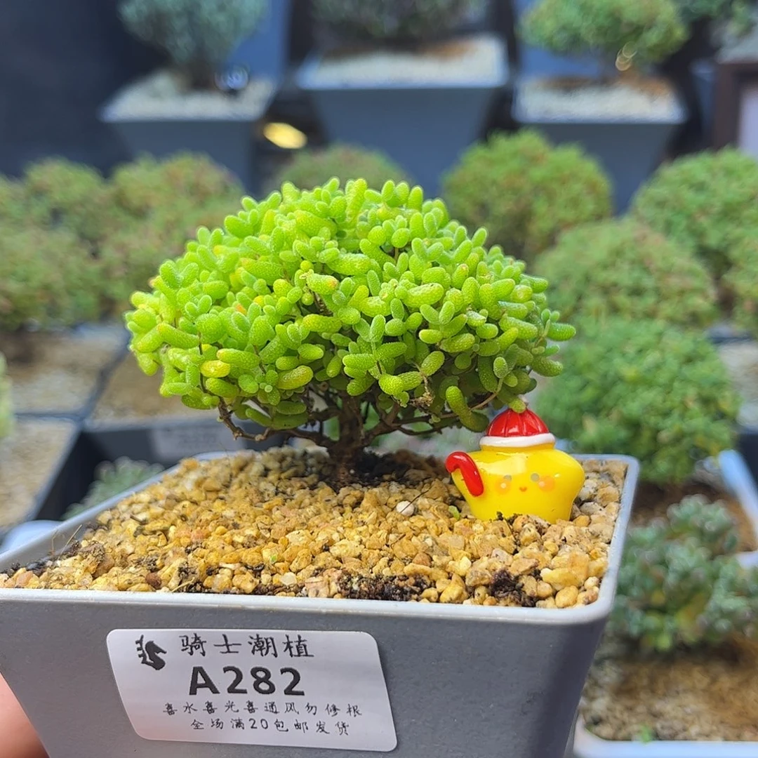 282蜜橘糖球枝干番杏