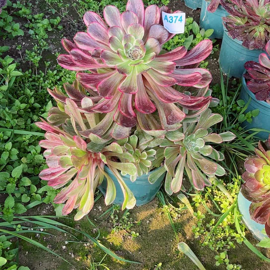 多肉植物374多肉