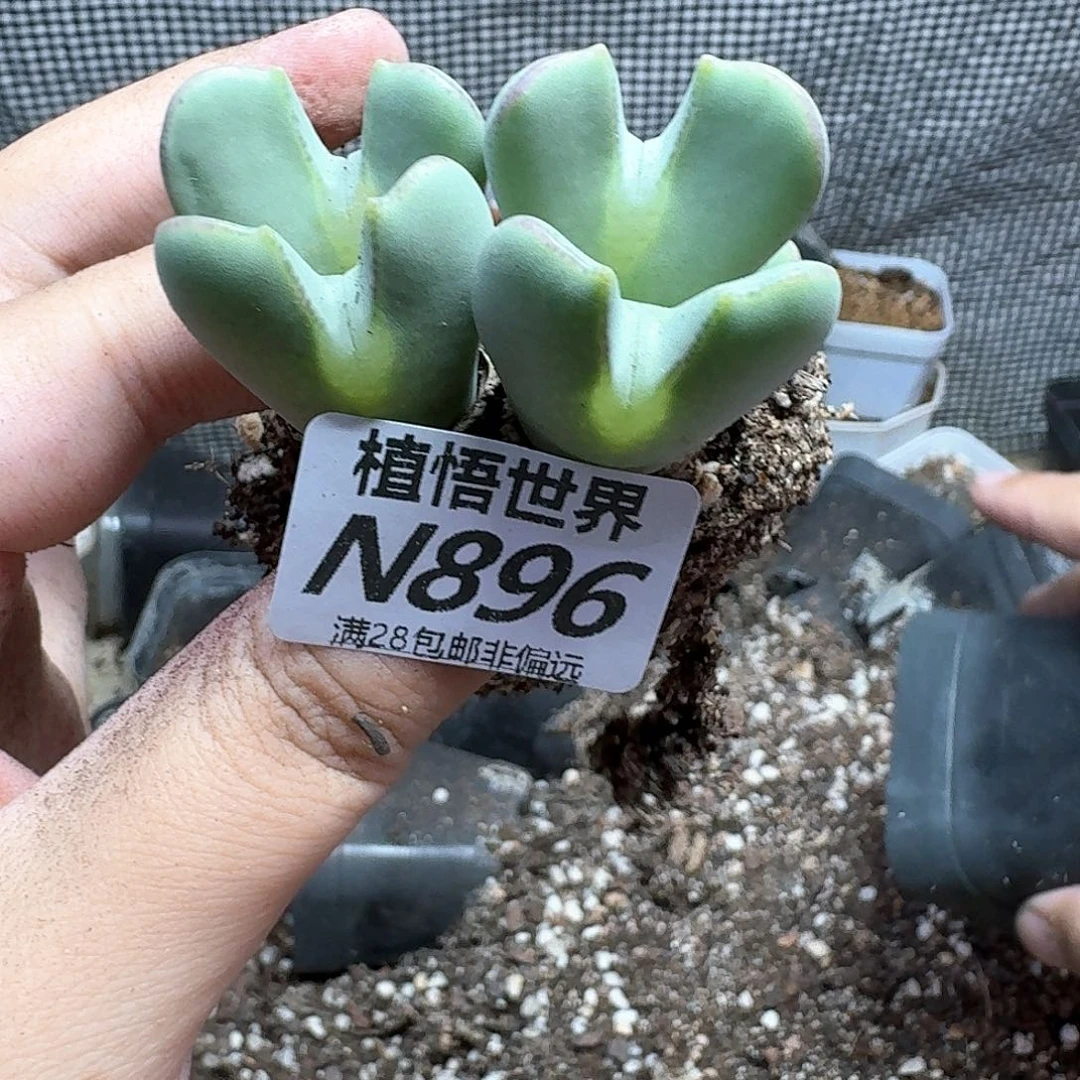 多肉植物的润泽徐
