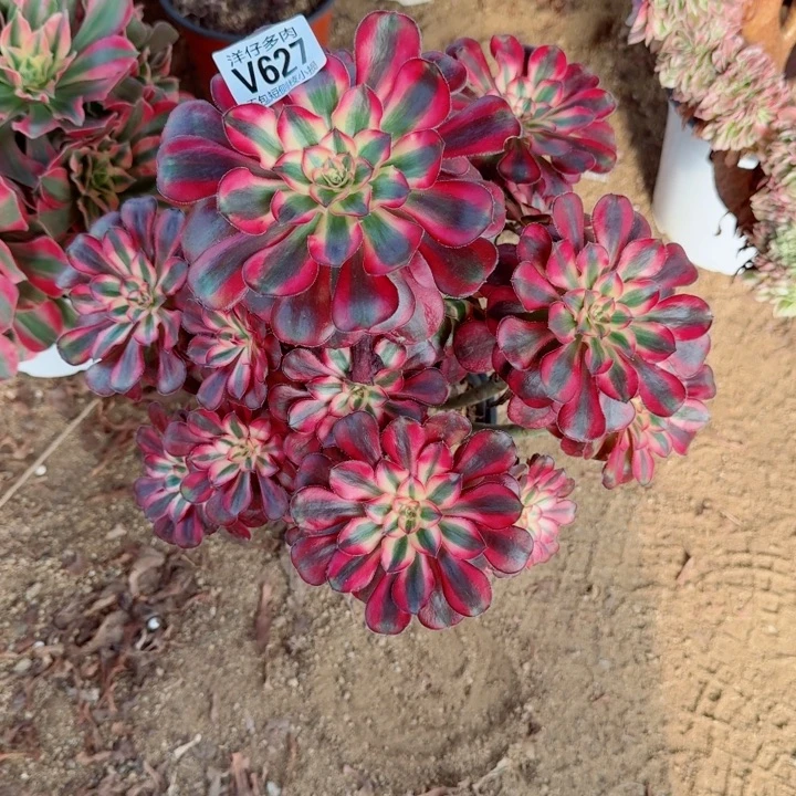 丽娜法师627冠幅28