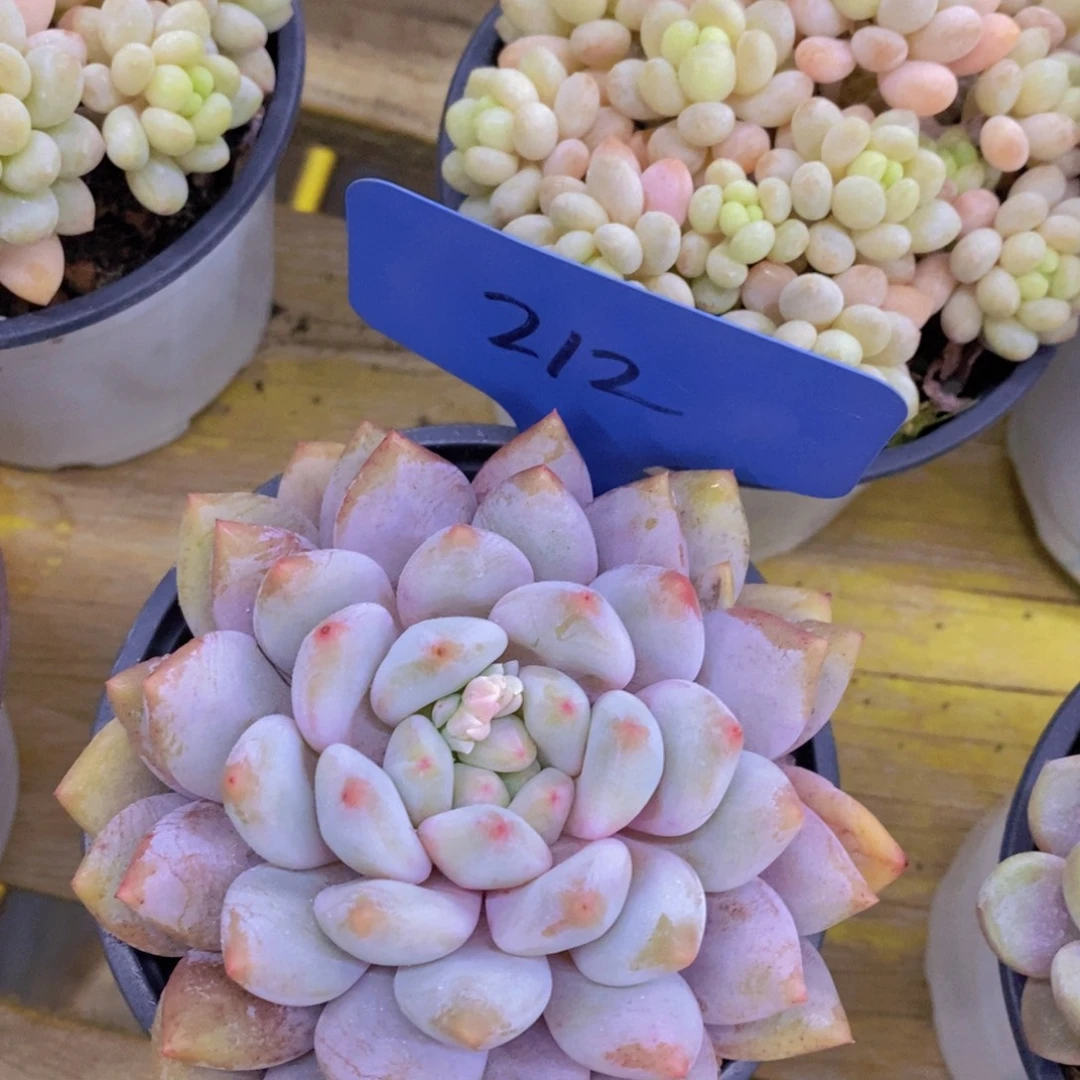 精品多肉，一物一拍，清