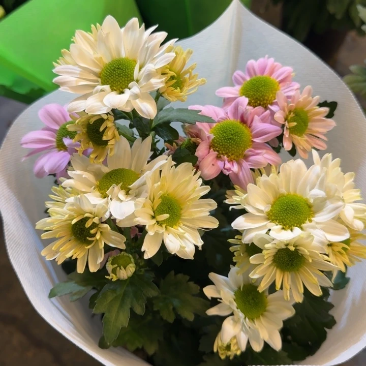 双色肯尼迪小菊盆栽