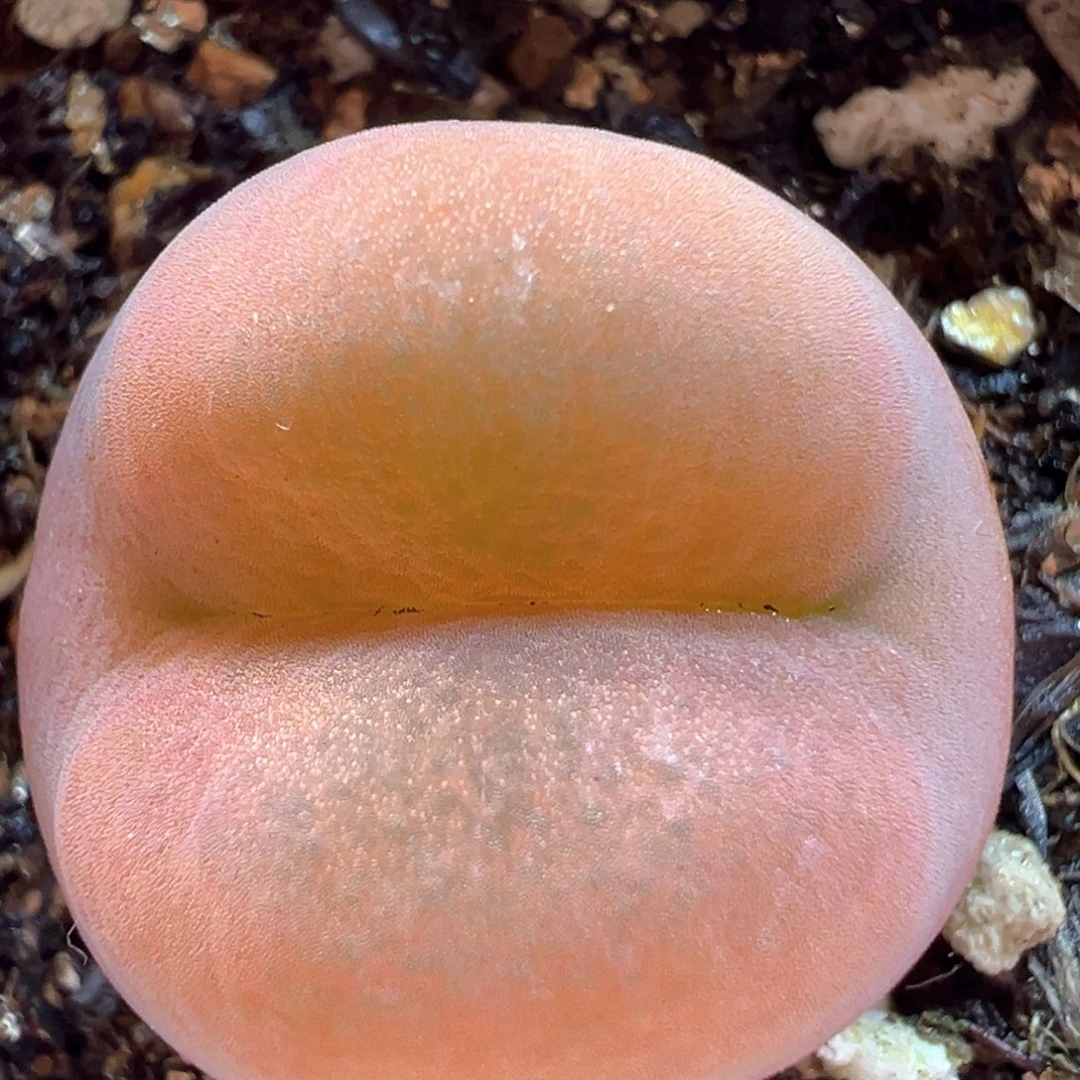 145多肉植物百科，