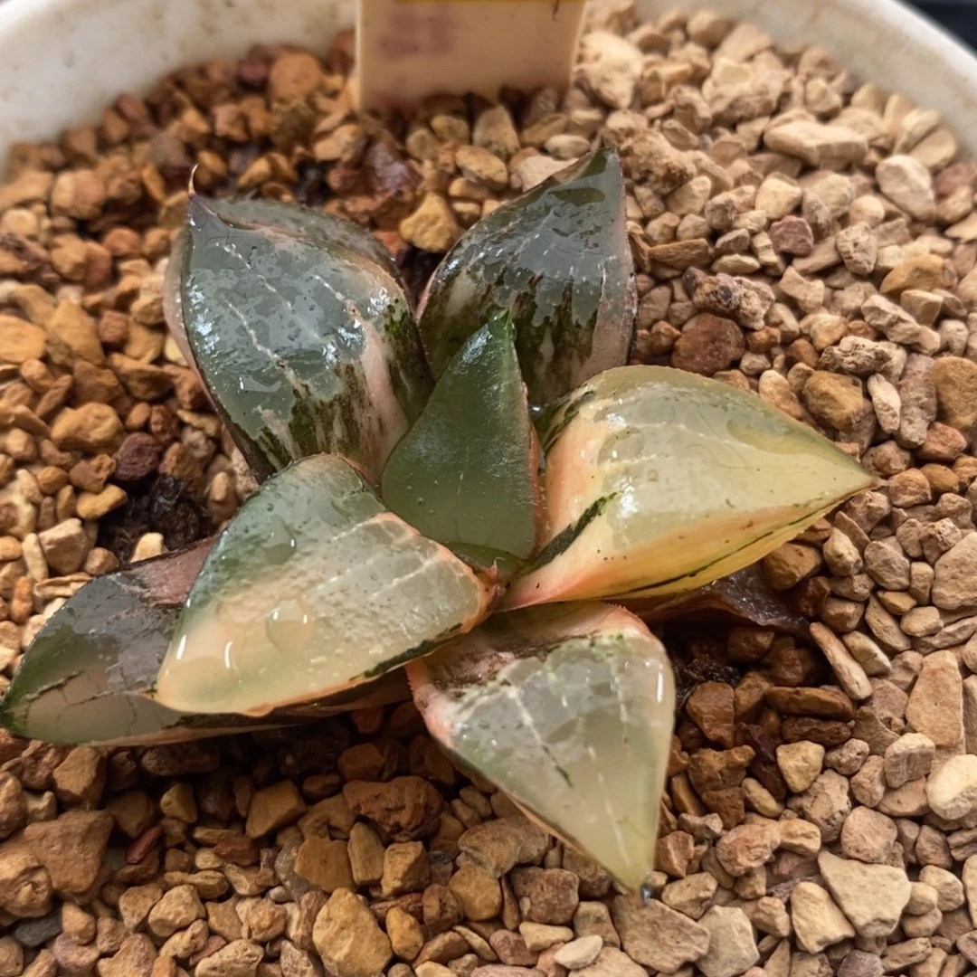 573龙喜锦一物一拍