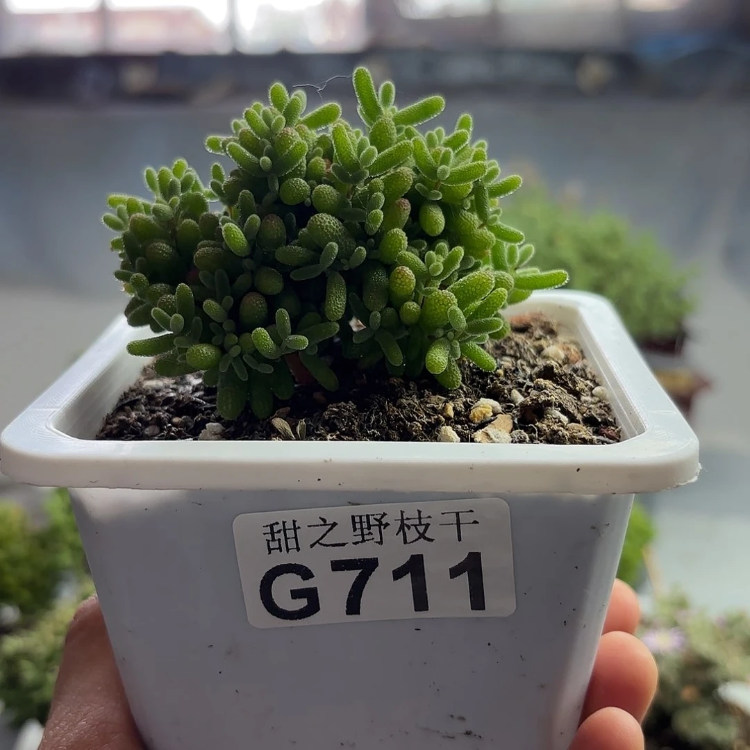 711蜜橘糖球枝干