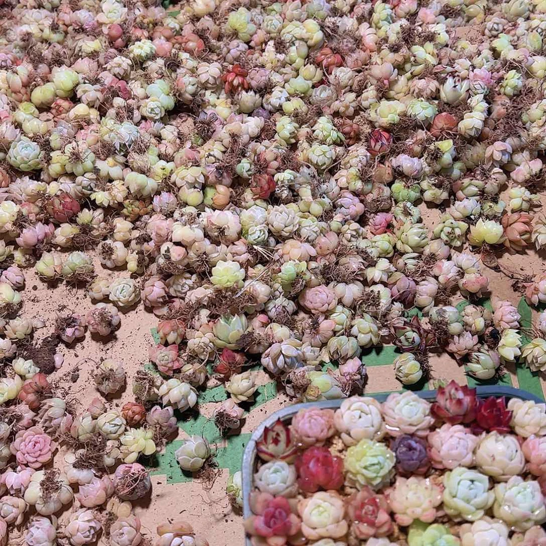 大卡啦蜜保底50颗量拍