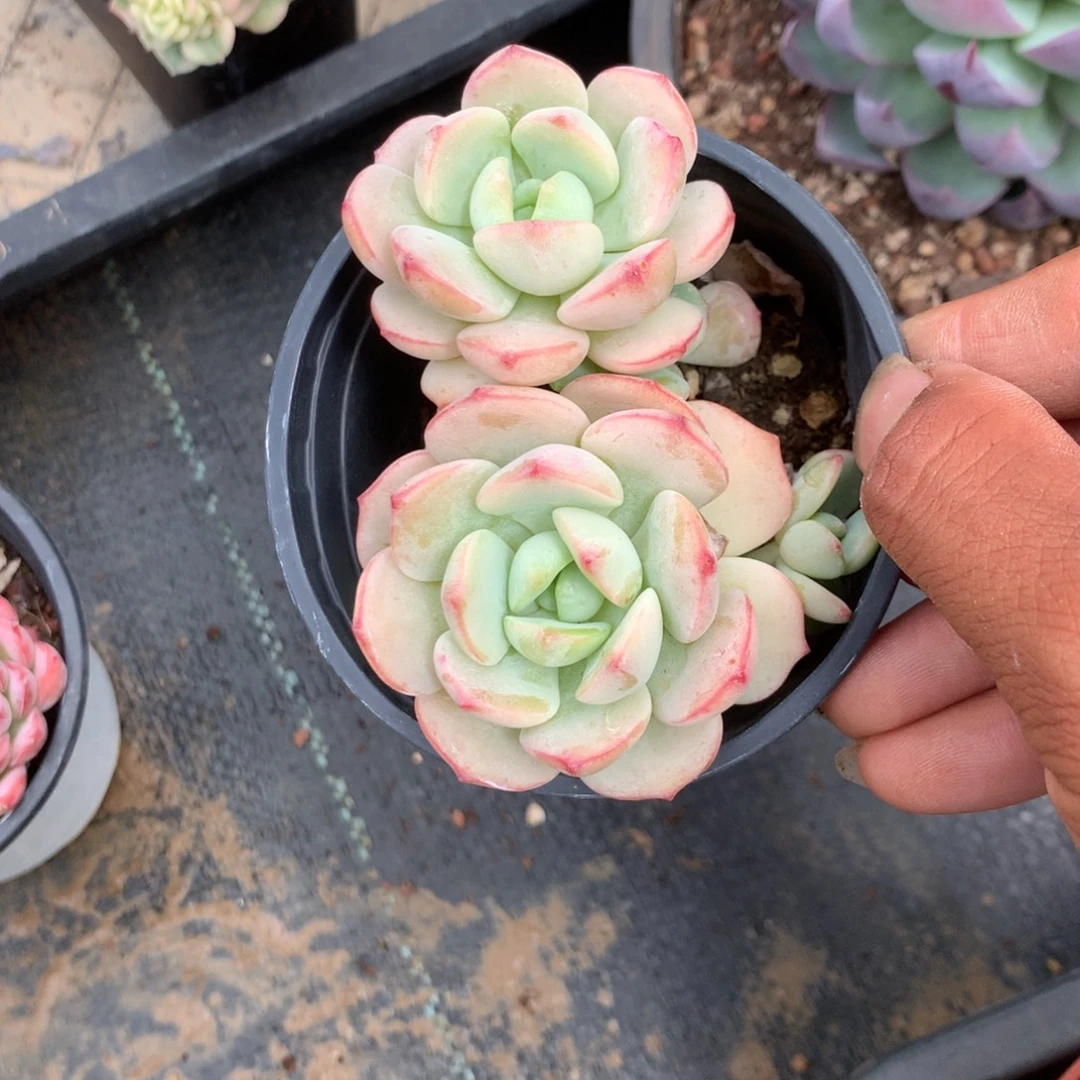 我是第二十届联大常委