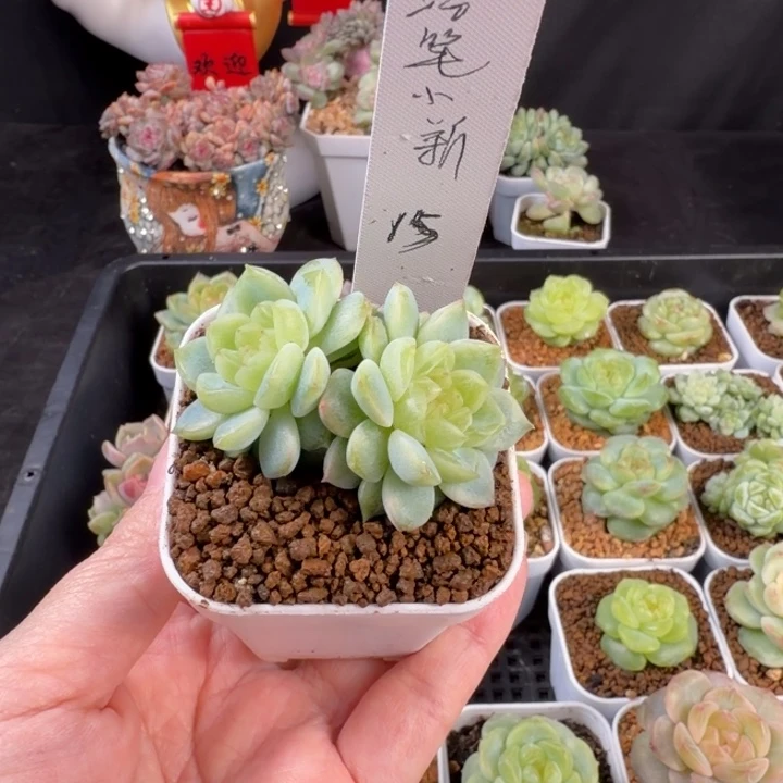 蜡***子蜡笔小新一颗黄心财富