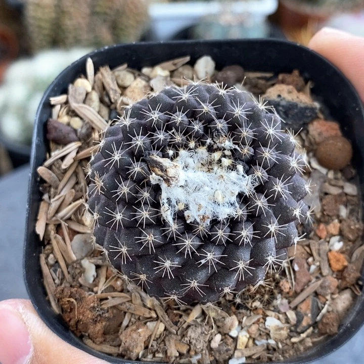 【闪购商品】紫皮鱼鳞丸