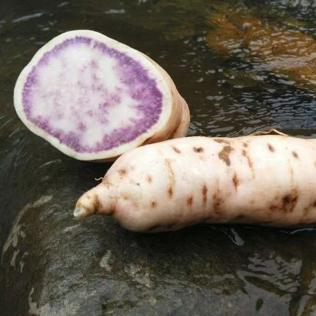 【大田脱毒】澳洲紫白红薯批发红薯苗批发秧苗100棵苗