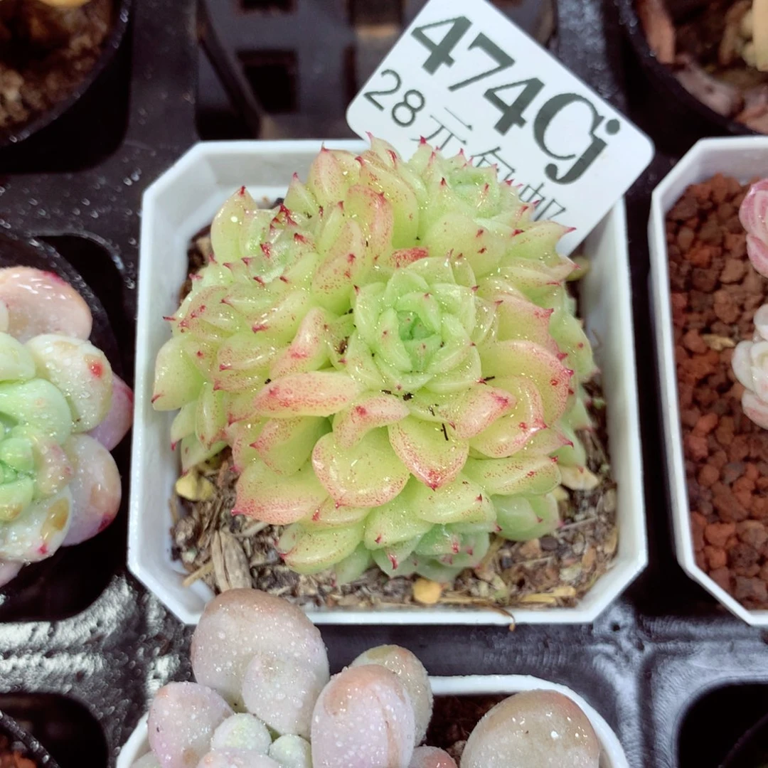 5厘米盆精控多肉474