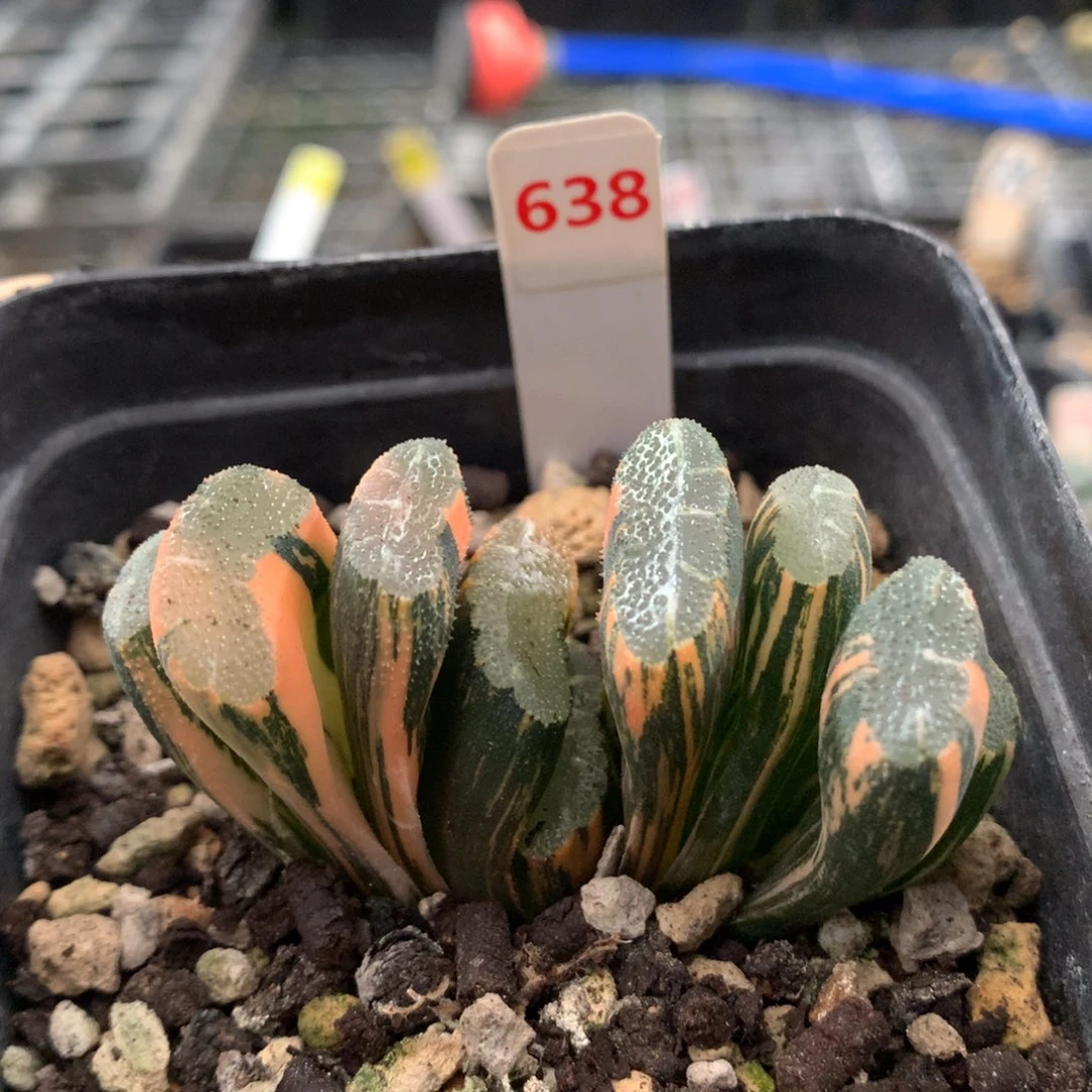 以实际为准638玉扇赤班