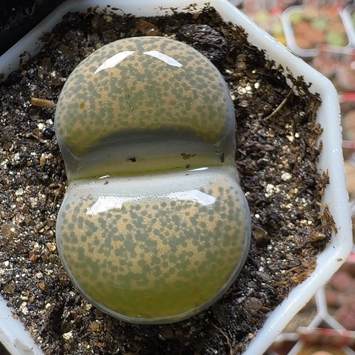 生石花23:：：：。  69号