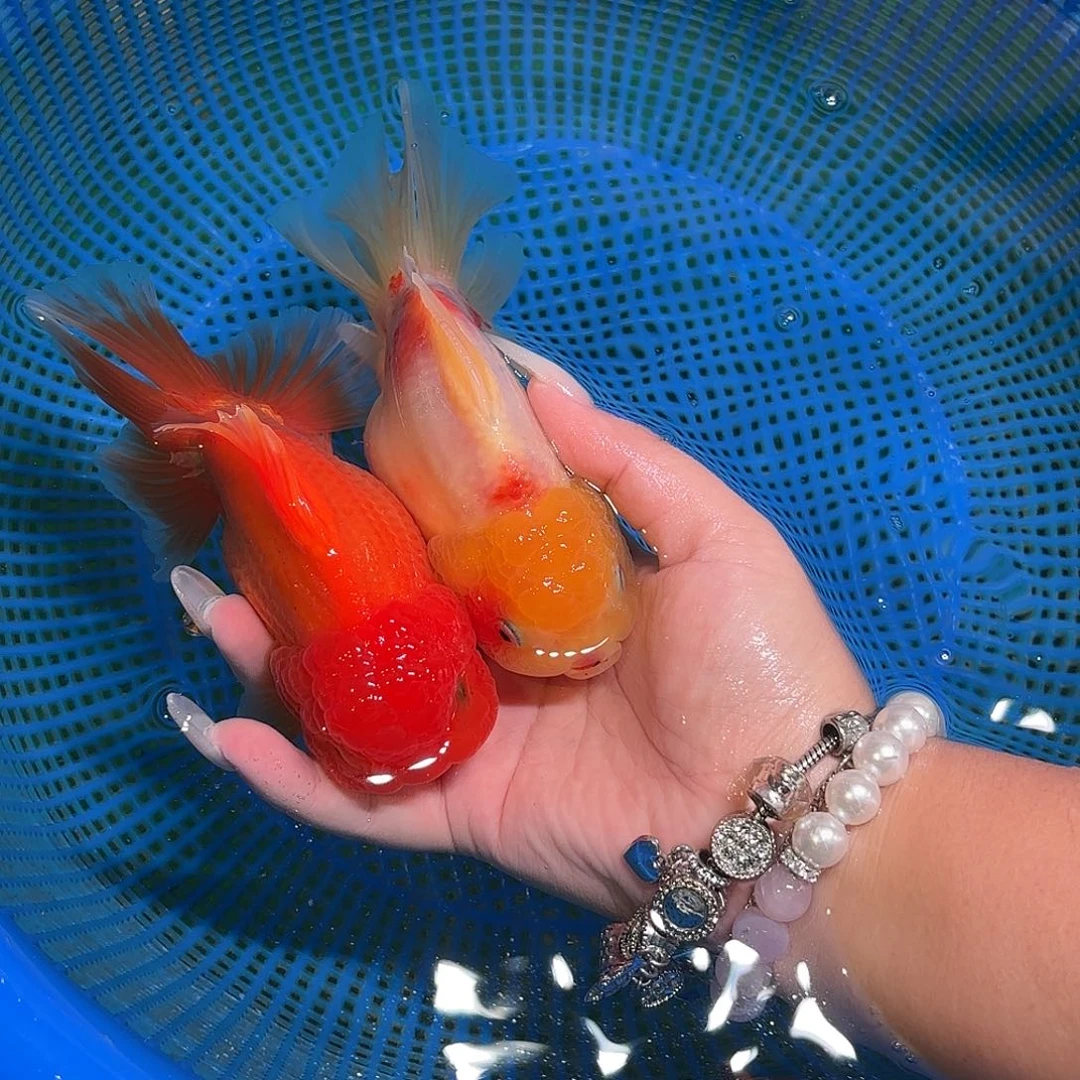 起***来金鱼圆通两条包邮