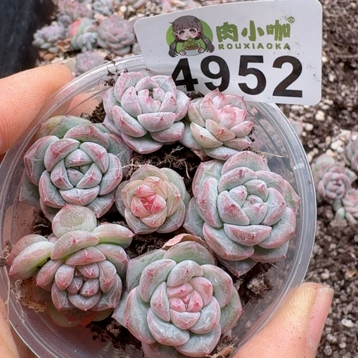 多肉植物多肉植物