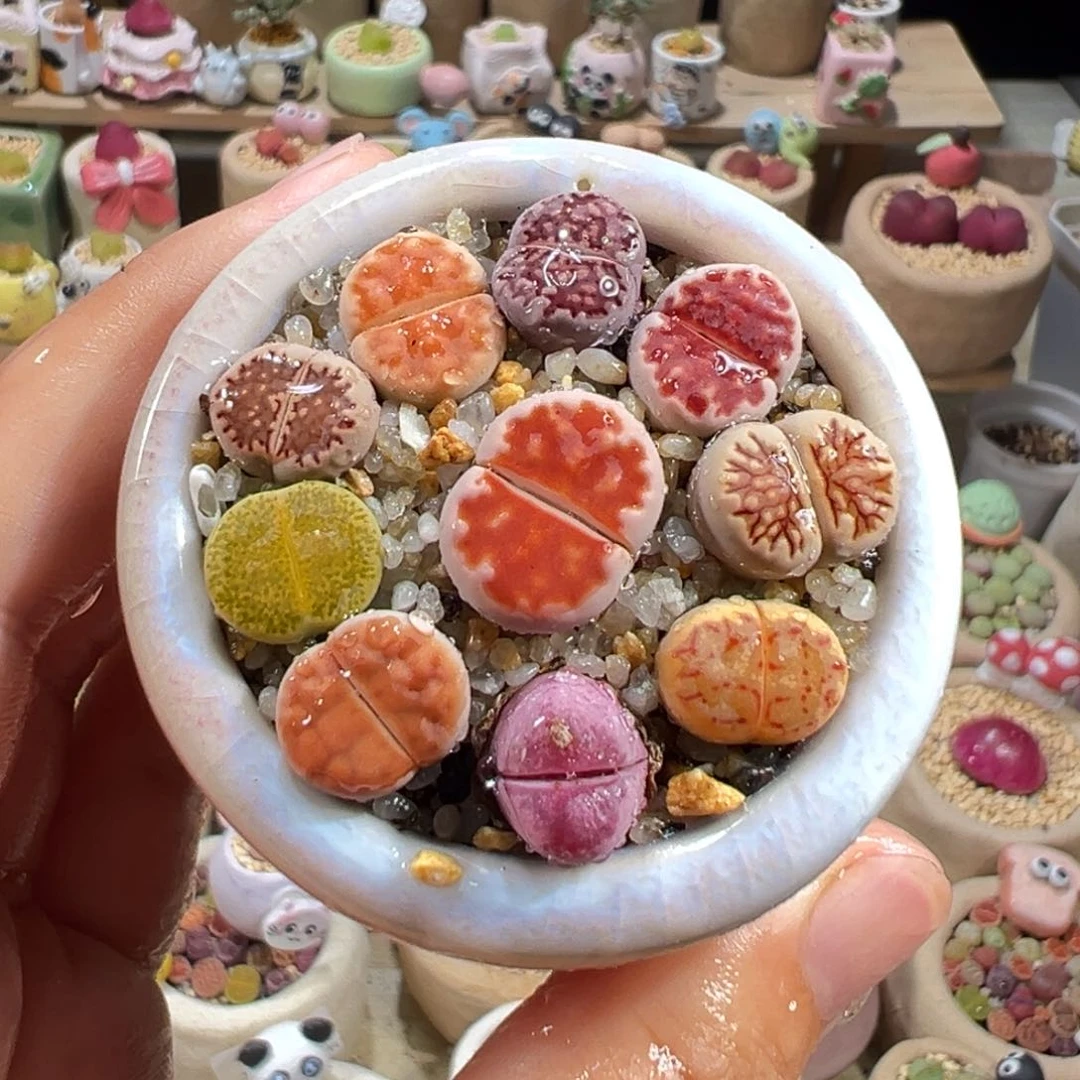 多肉植物281号彩色