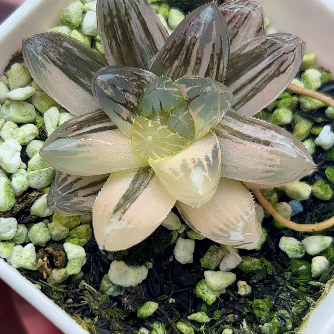 霓虹灯锦十二卷多肉