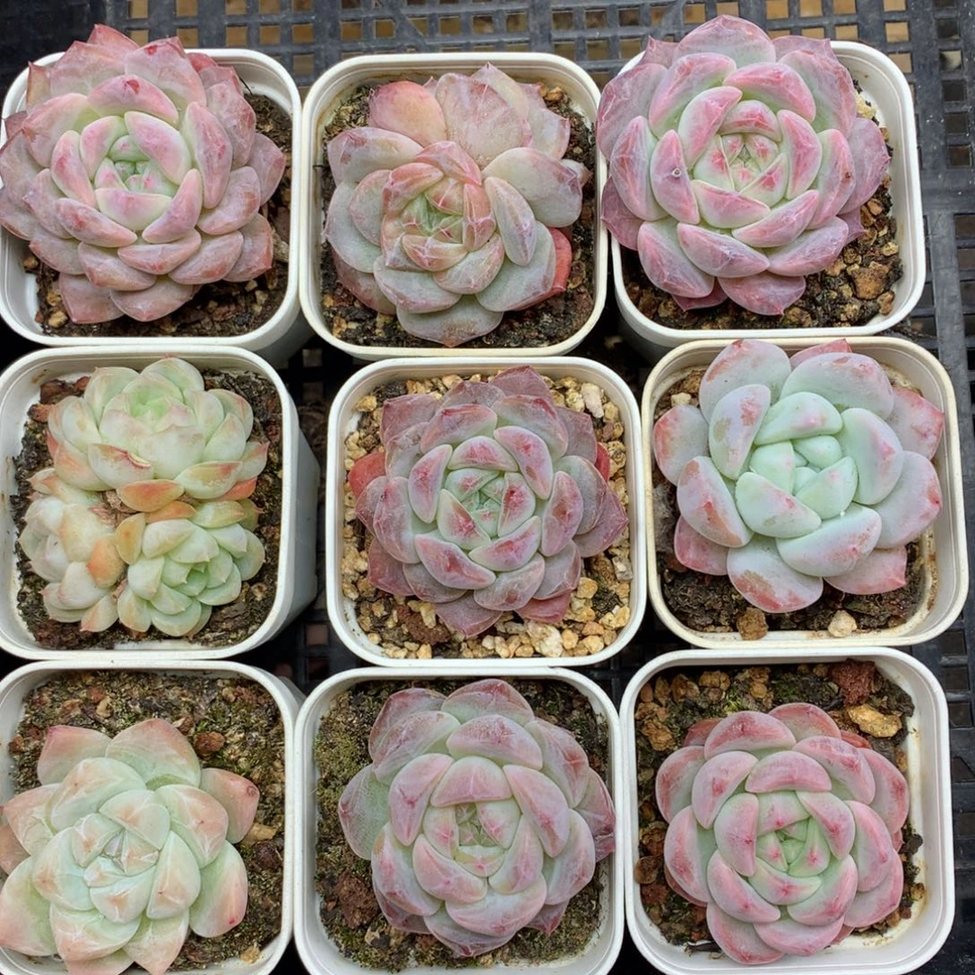 1201-147 套餐一组