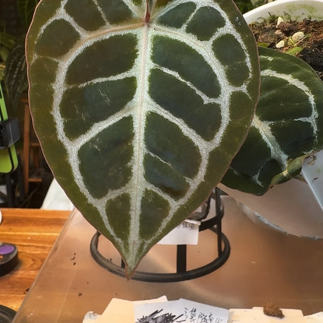 不开花植物K34红铜杂米歇尔