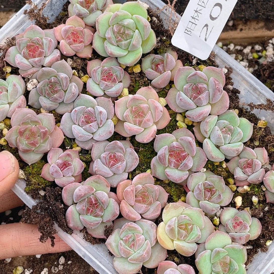 浅***浅多肉植物多肉植物202