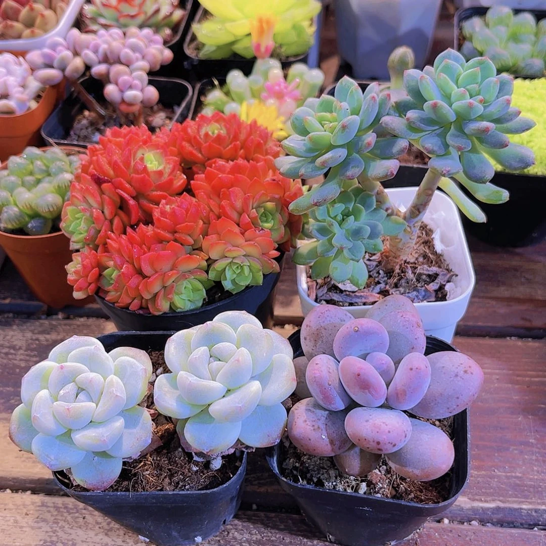 爱泡泡➕蓝苹果多➕冰玉多➕桃美人