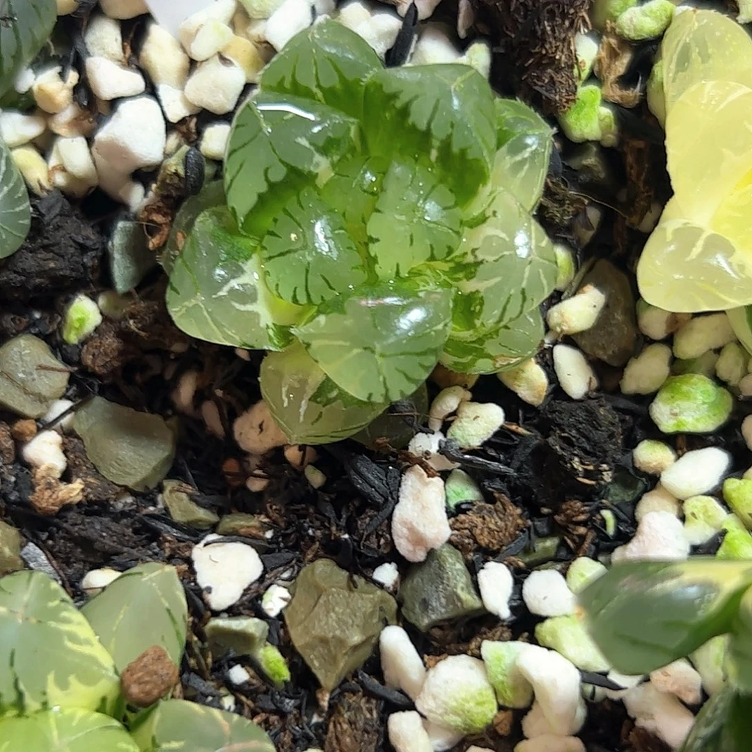 43红红火火恍恍惚惚