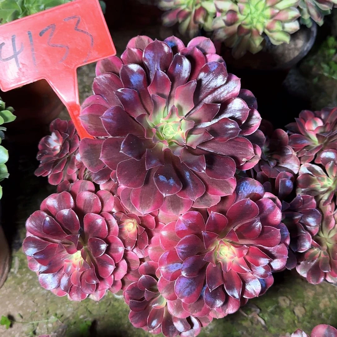 4133美杜莎多肉法师